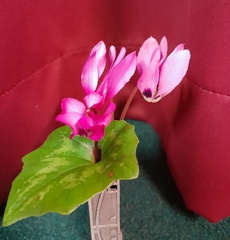 Apr11